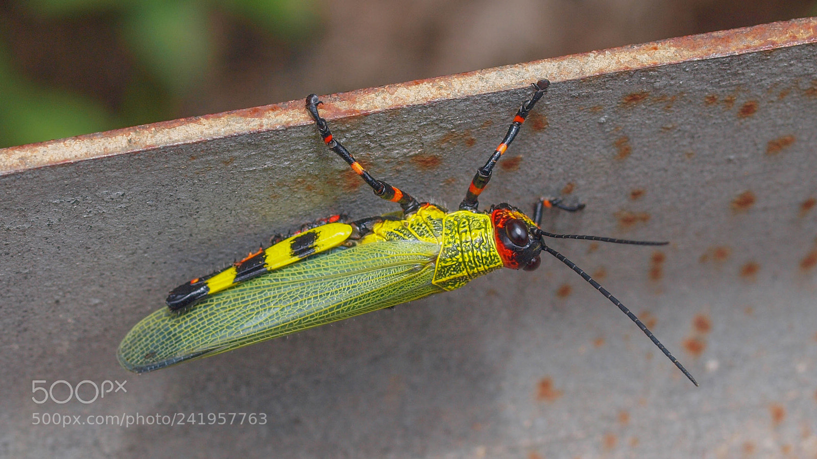 Olympus E-620 (EVOLT E-620) sample photo. Colorful critter photography