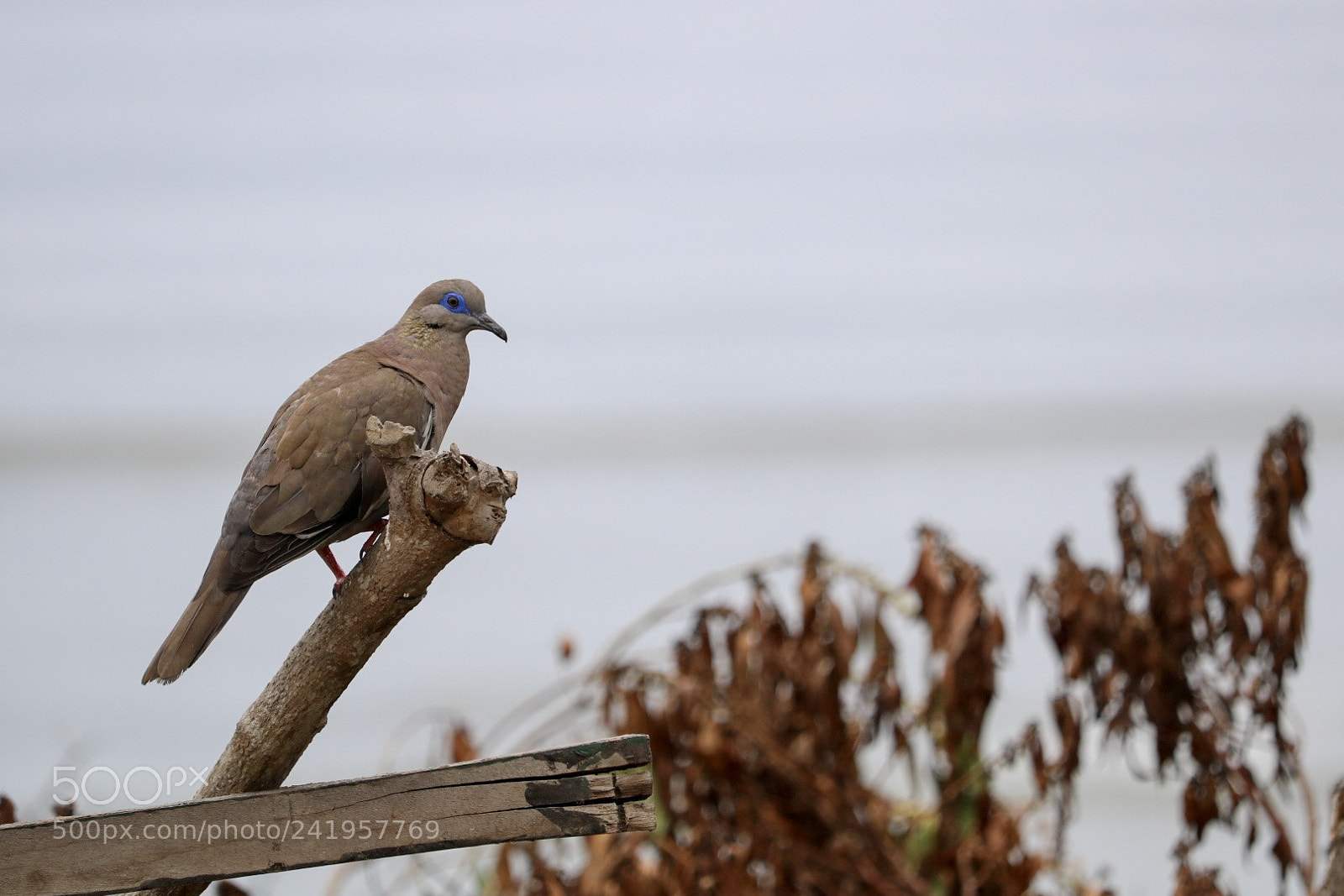 Canon EOS 750D (EOS Rebel T6i / EOS Kiss X8i) sample photo. Birds of barranco n photography