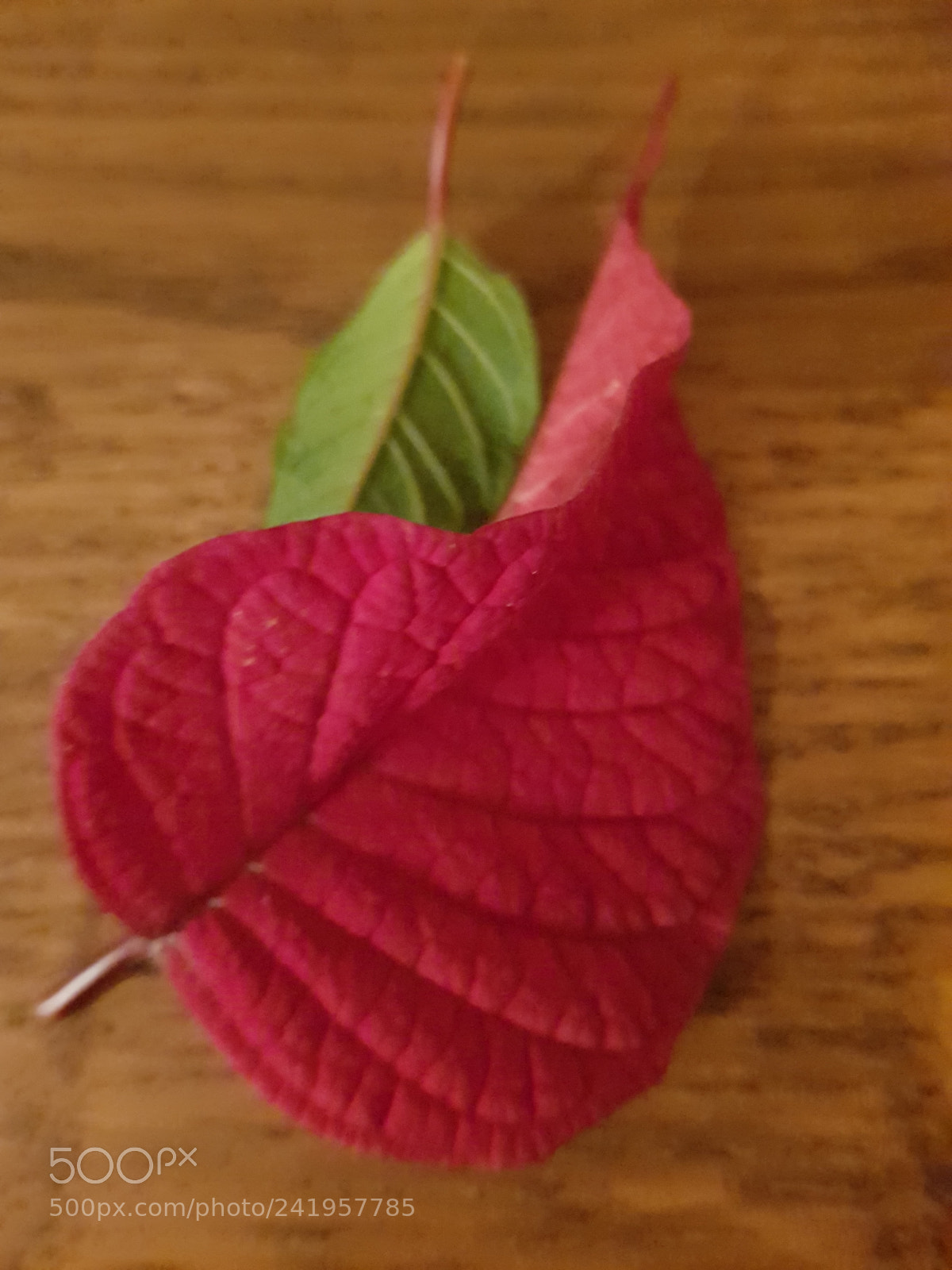 Samsung Galaxy S8 sample photo. Leaves photography