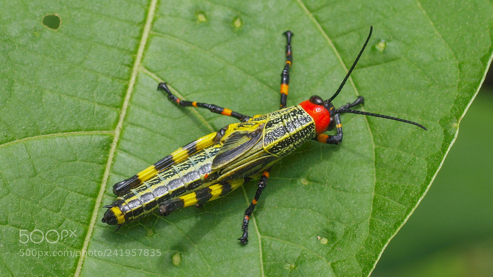Olympus E-620 (EVOLT E-620) sample photo. Colorful critter on leaf photography