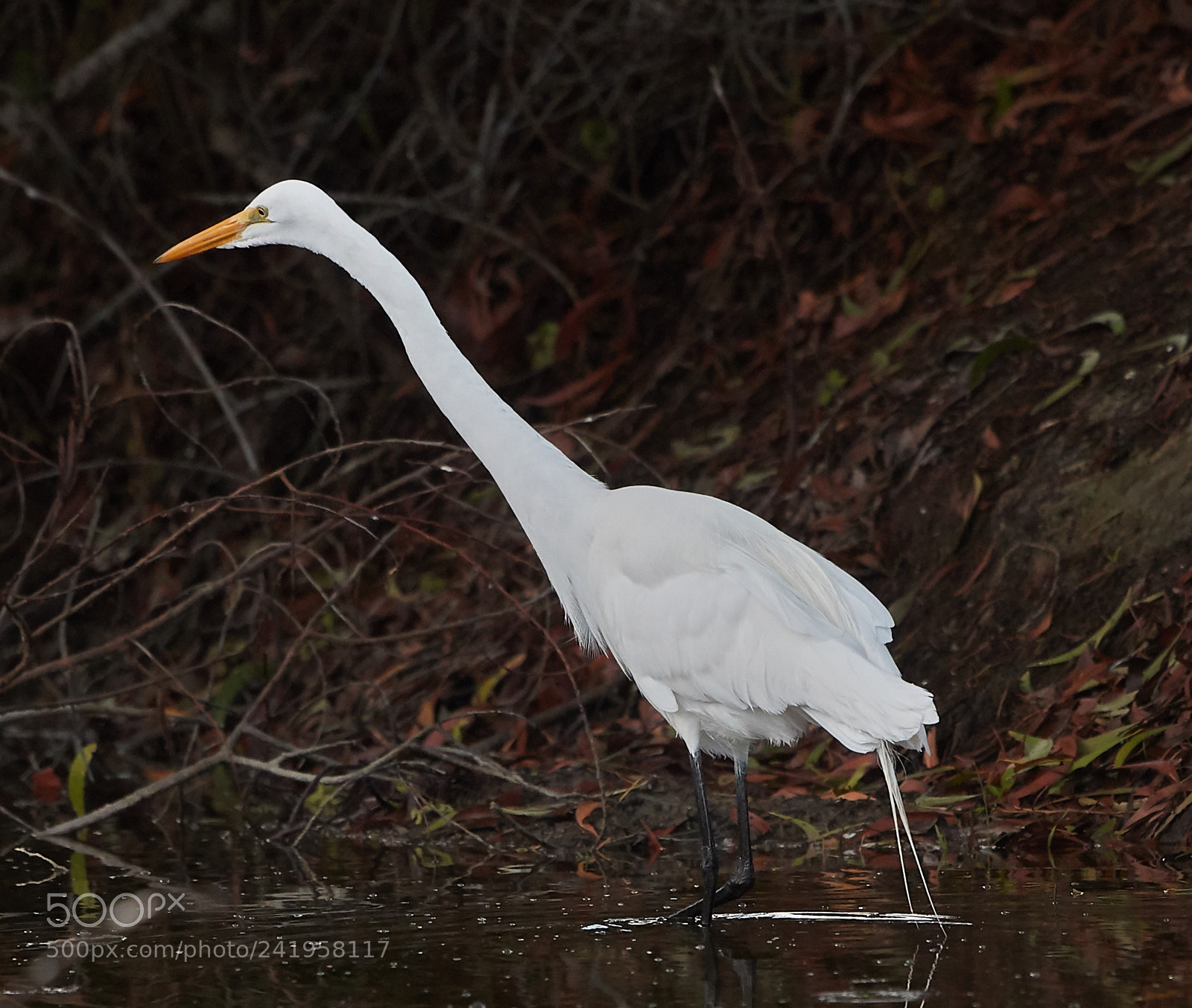 Canon EOS-1D X Mark II sample photo. 01-09-18-8807.jpg photography