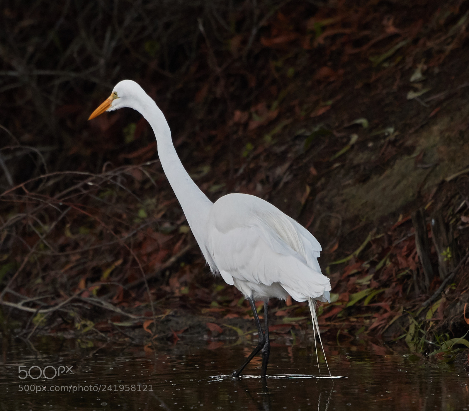 Canon EOS-1D X Mark II sample photo. 01-09-18-8808.jpg photography