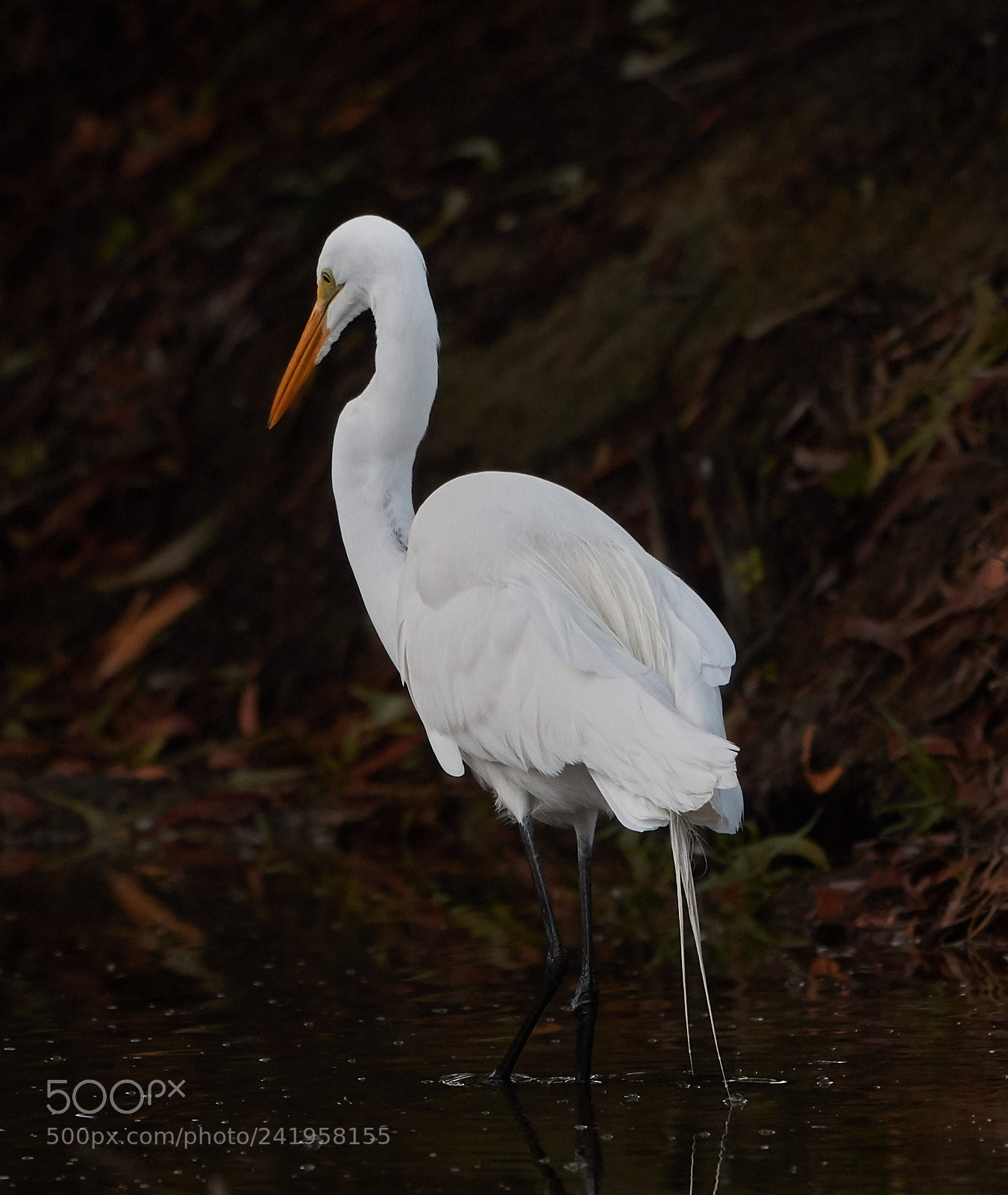 Canon EOS-1D X Mark II sample photo. 01-09-18-8810.jpg photography