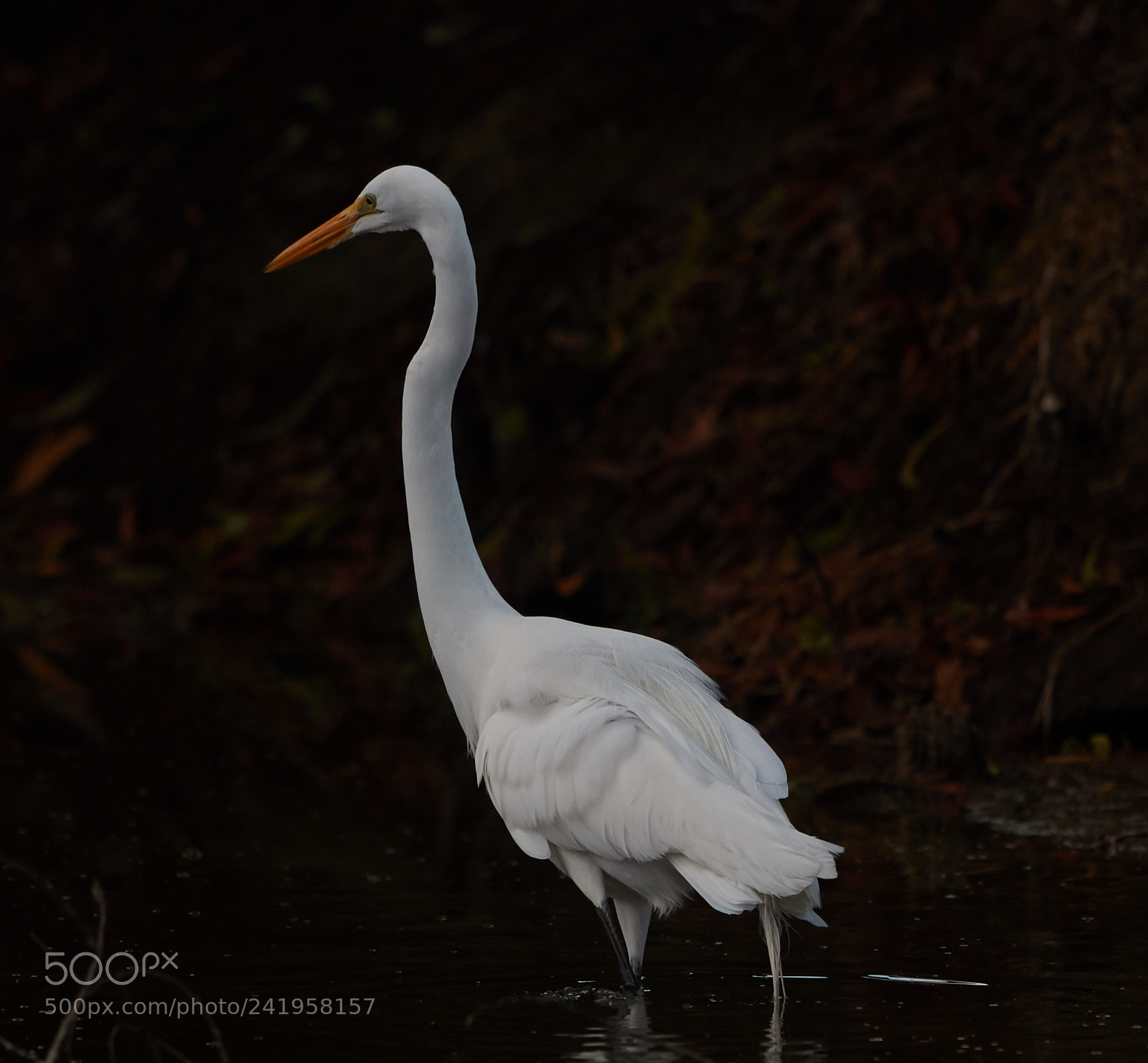 Canon EOS-1D X Mark II sample photo. 01-09-18-8811.jpg photography