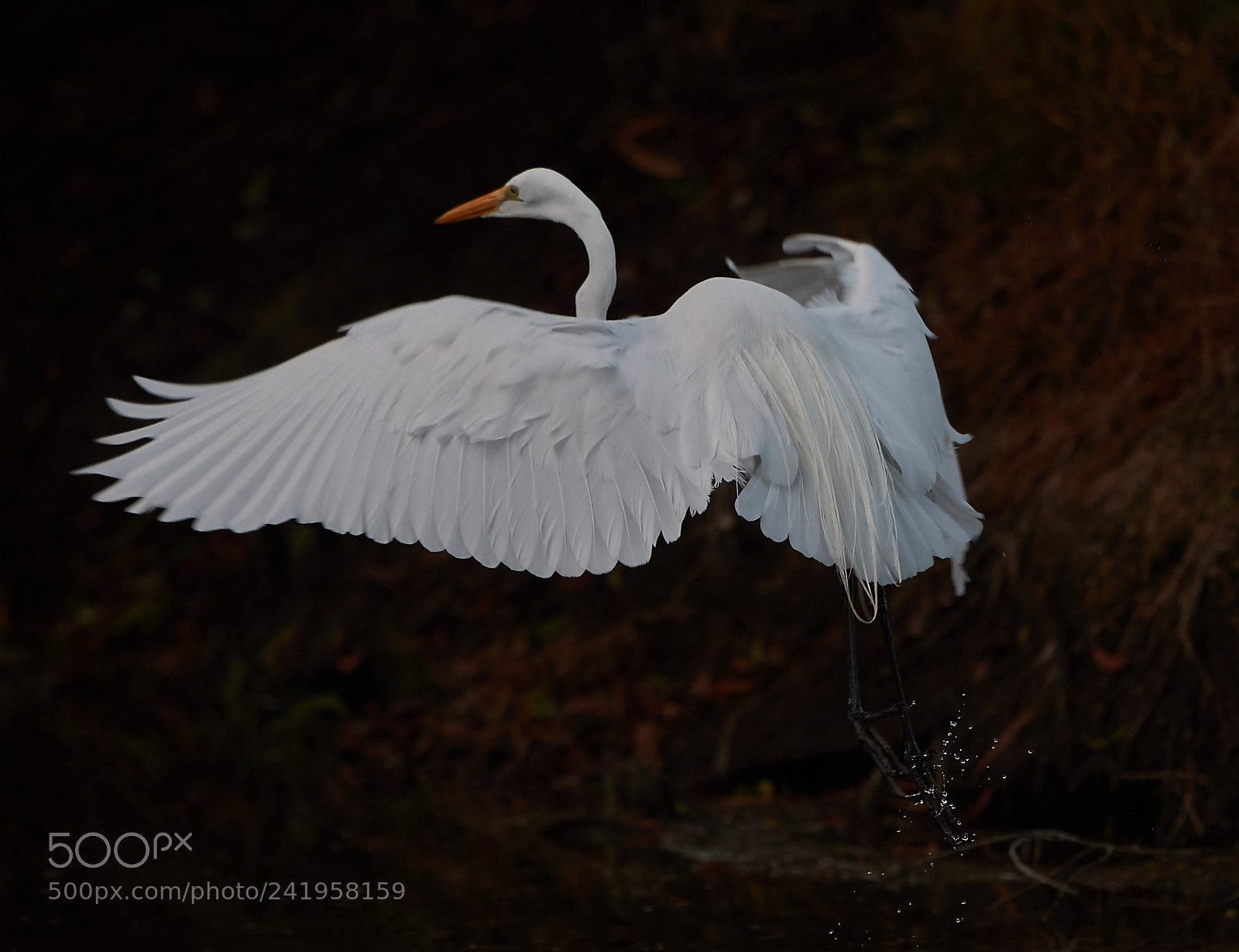 Canon EOS-1D X Mark II sample photo. 01-09-18-8812.jpg photography