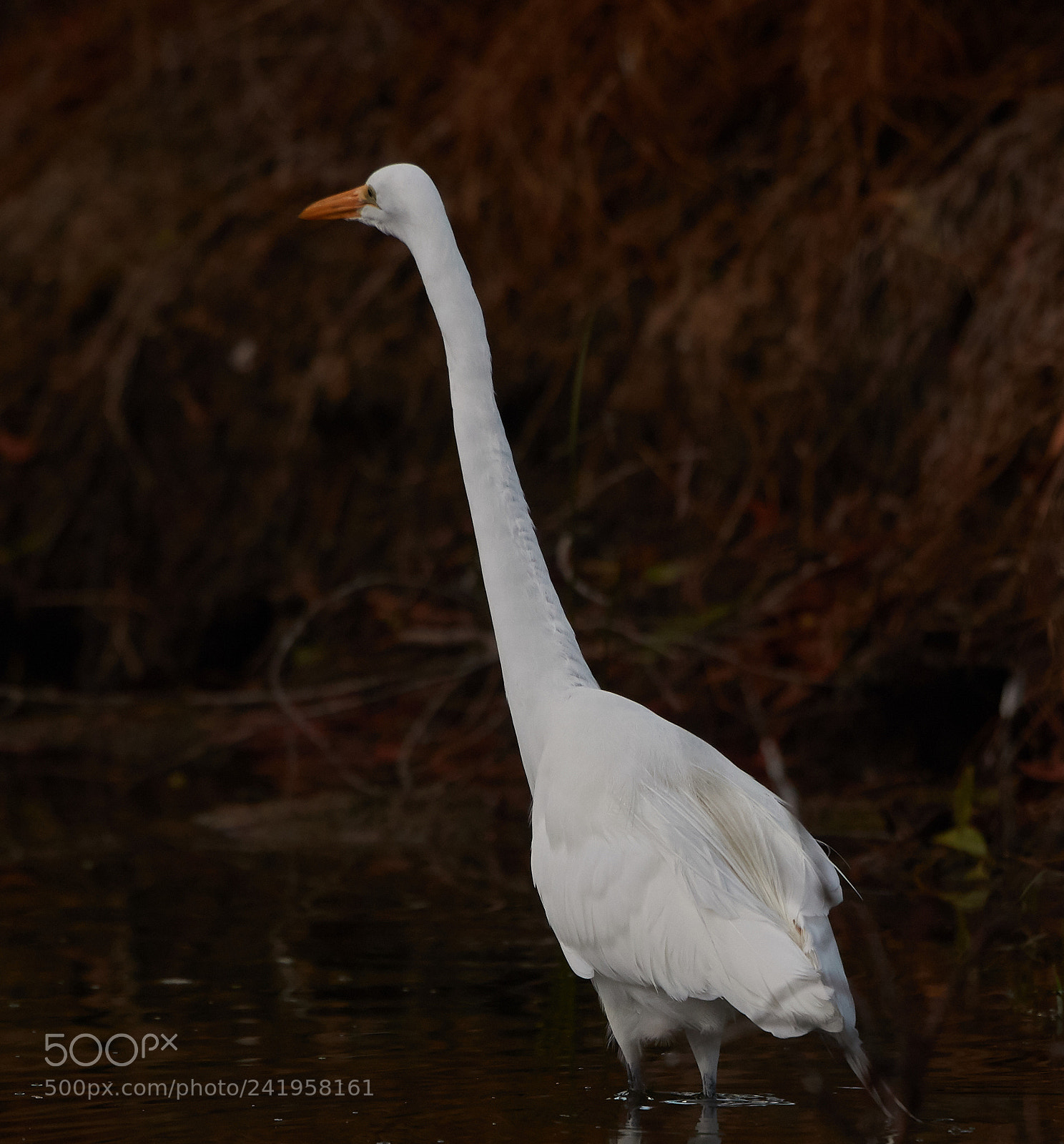 Canon EOS-1D X Mark II sample photo. 01-09-18-8814.jpg photography