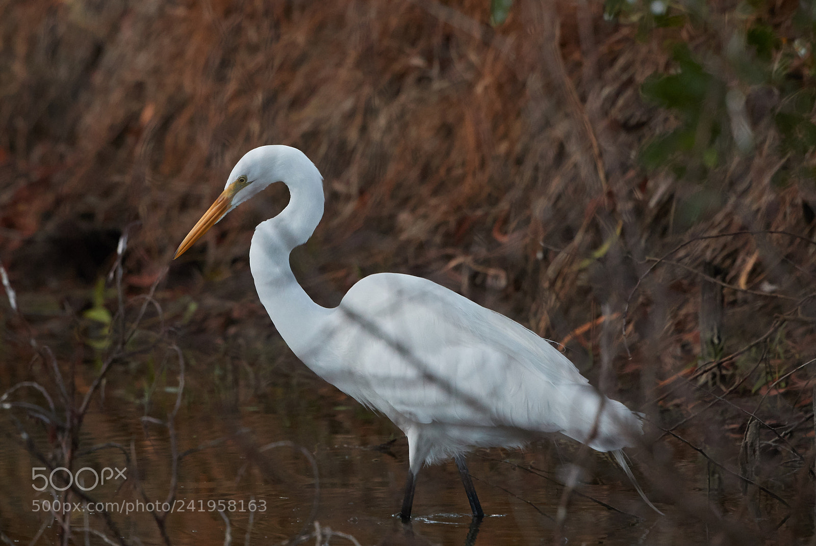 Canon EOS-1D X Mark II sample photo. 01-09-18-8816.jpg photography