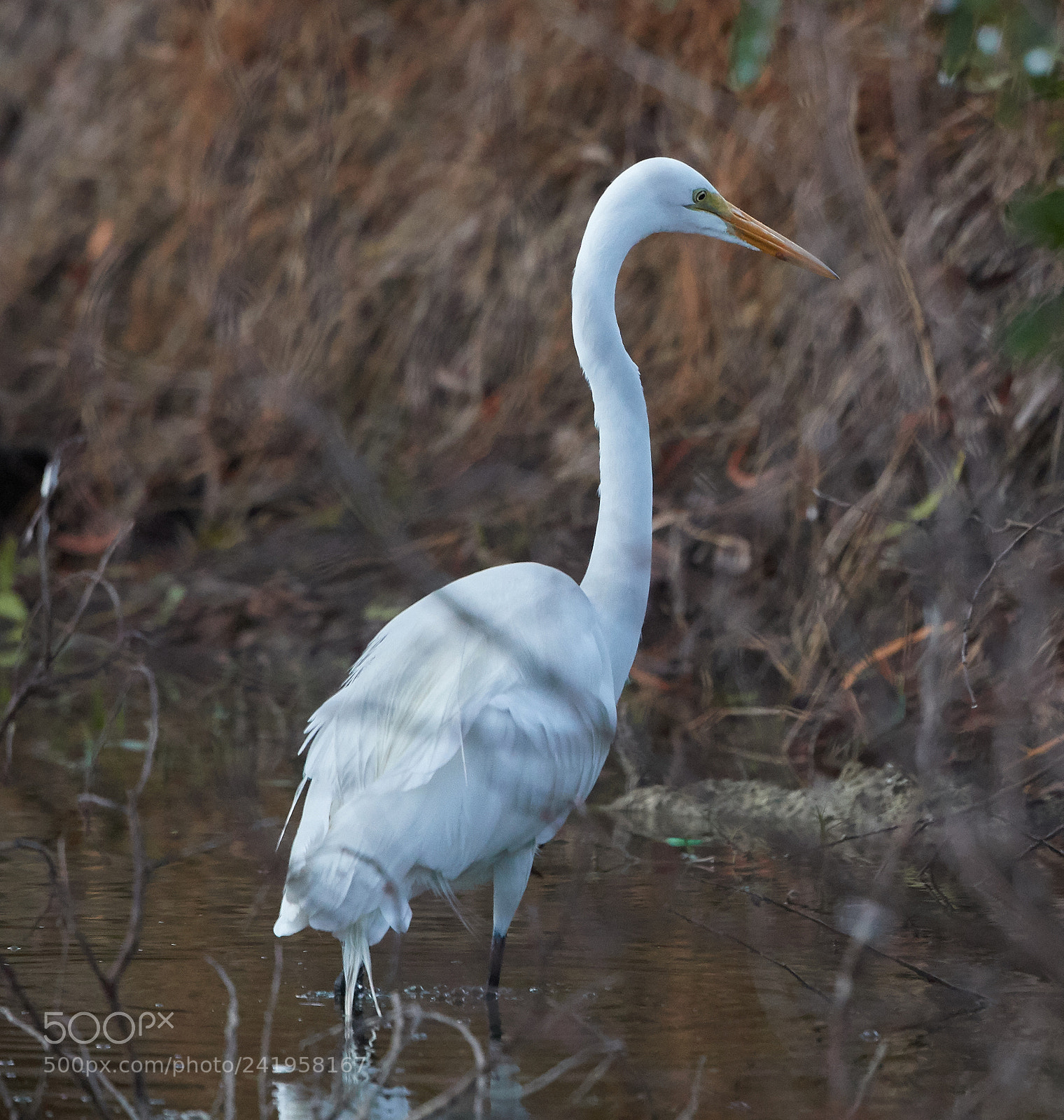 Canon EOS-1D X Mark II sample photo. 01-09-18-8817.jpg photography
