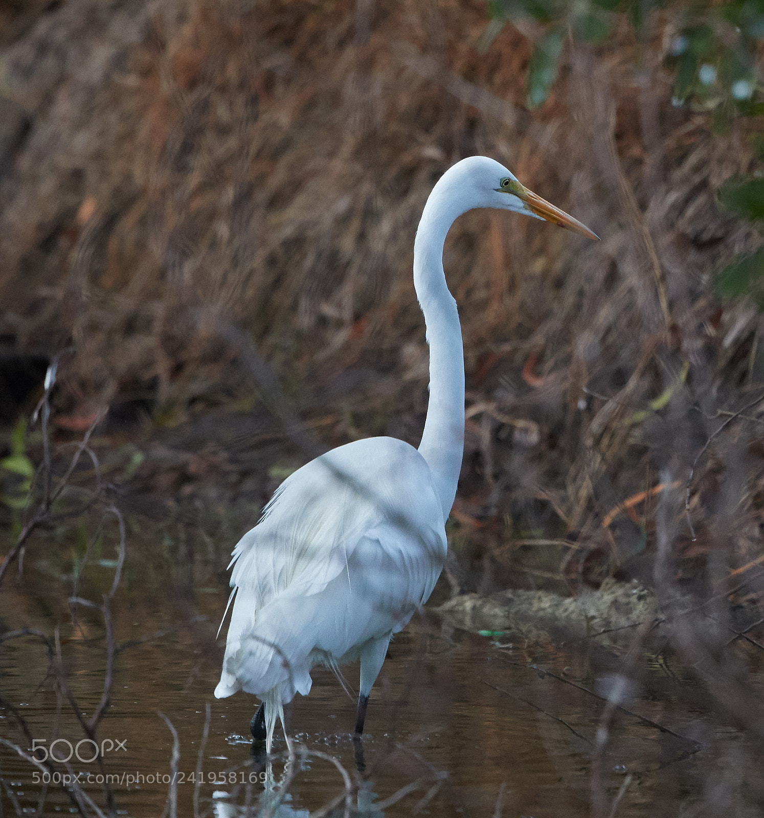 Canon EOS-1D X Mark II sample photo. 01-09-18-8818.jpg photography