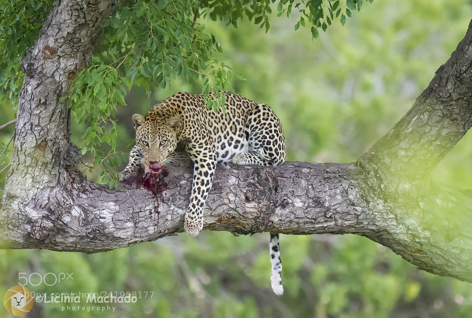 Nikon D3S sample photo. Lunch time! photography