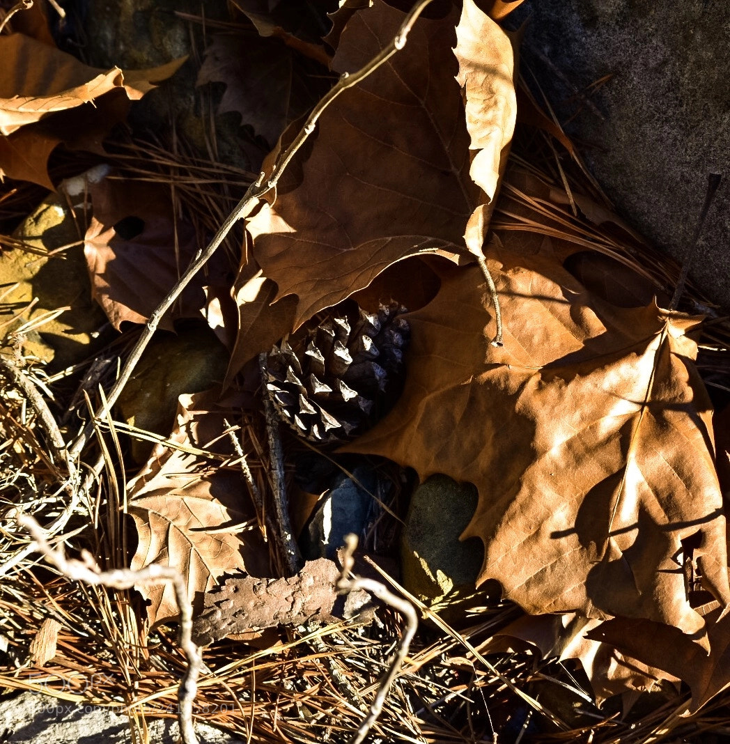 Nikon D3400 sample photo. Beauty found on the photography