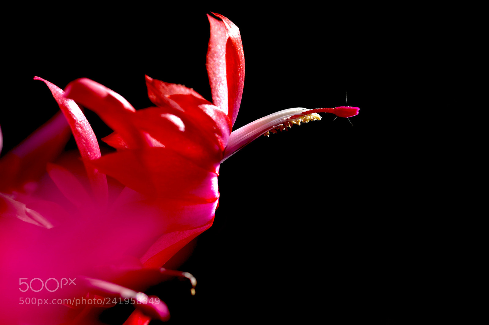 Nikon D7200 sample photo. Flower photography