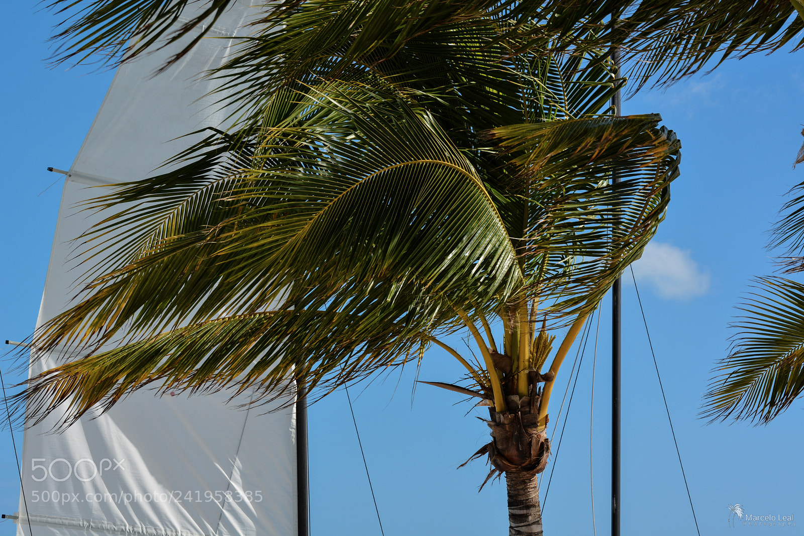 Nikon D7100 sample photo. Sea life - 5 photography