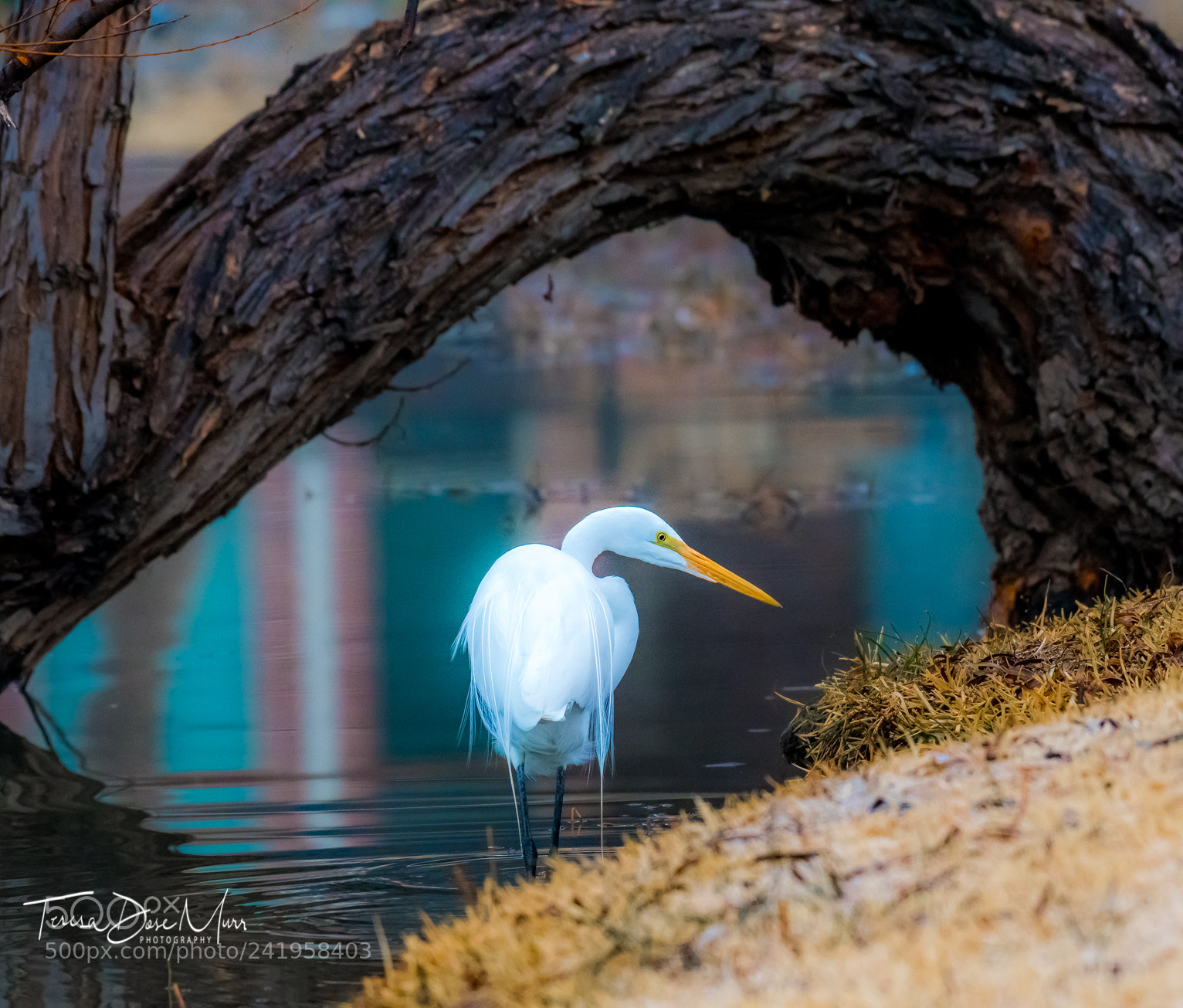 Nikon D500 sample photo. Great egret photography