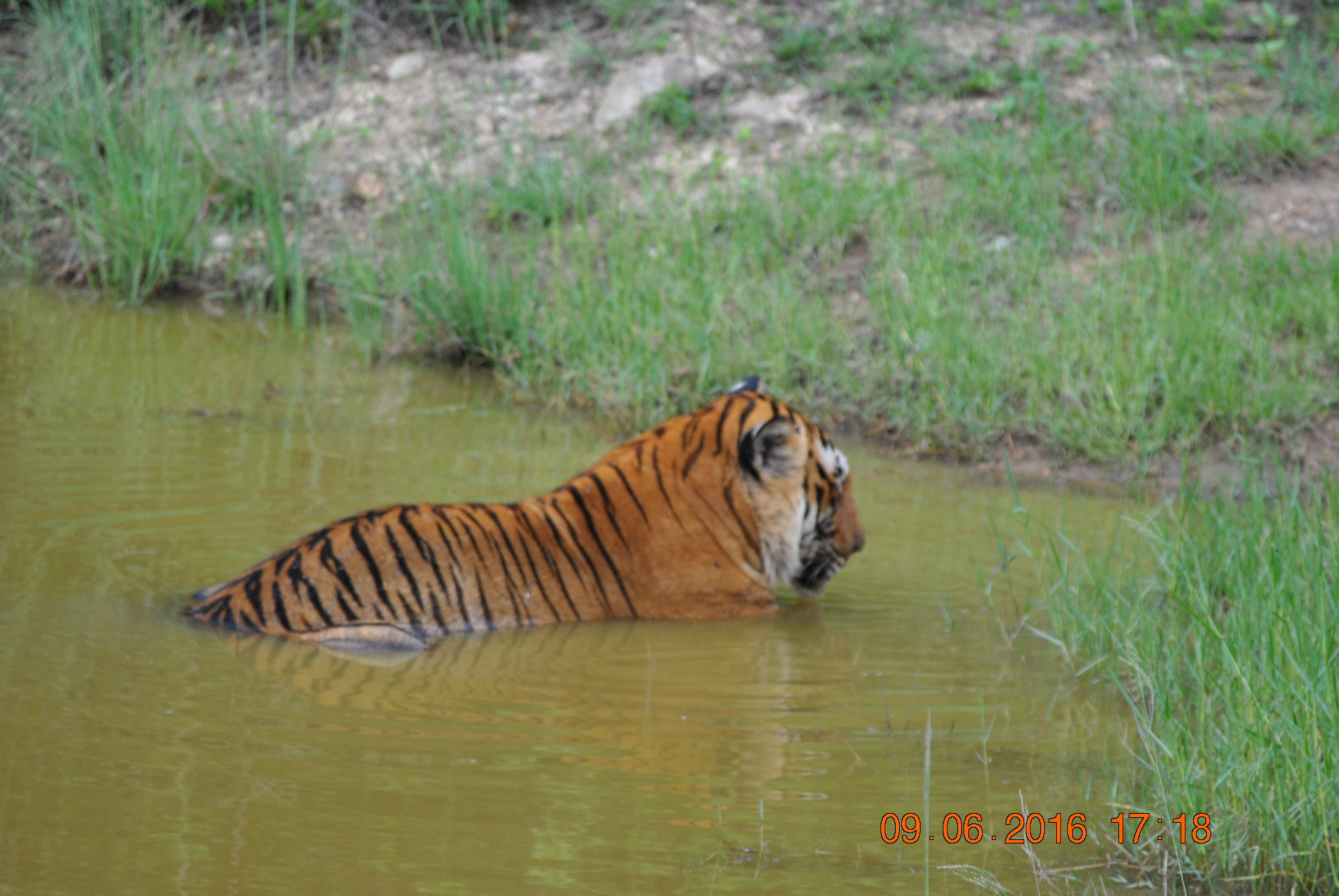Nikon D3000 sample photo. Relaxation in the pool photography