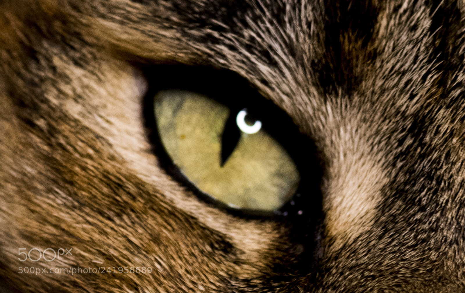 Nikon D850 sample photo. Cat eye photography