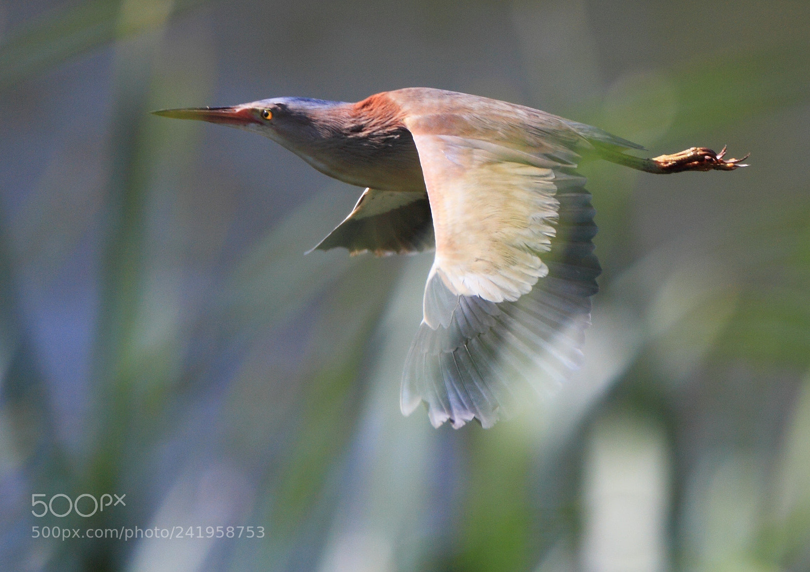 Canon EOS-1D Mark IV sample photo. ヨシゴイ yellow bittern photography