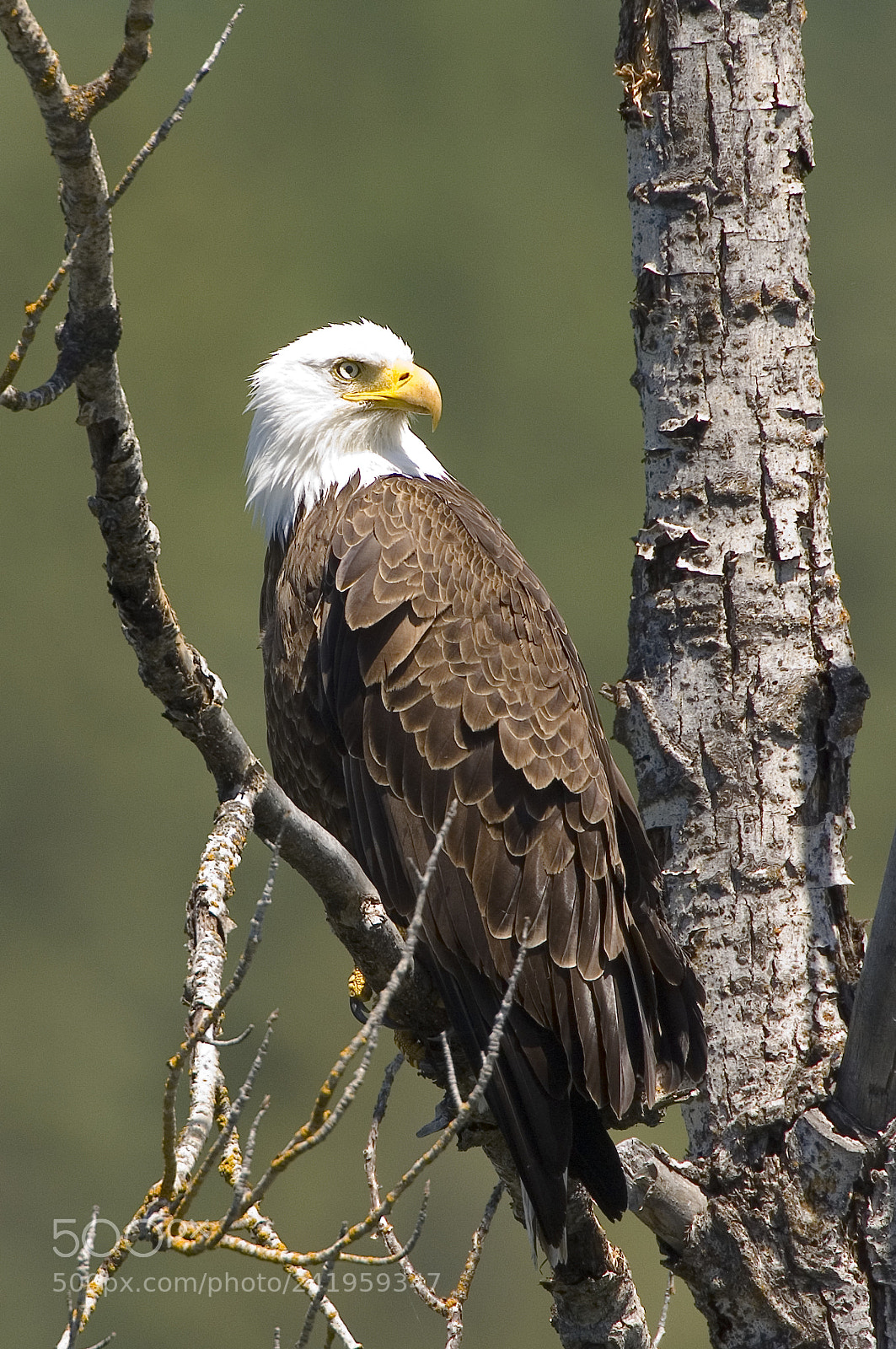 Nikon D2X sample photo. Bald eagle photography