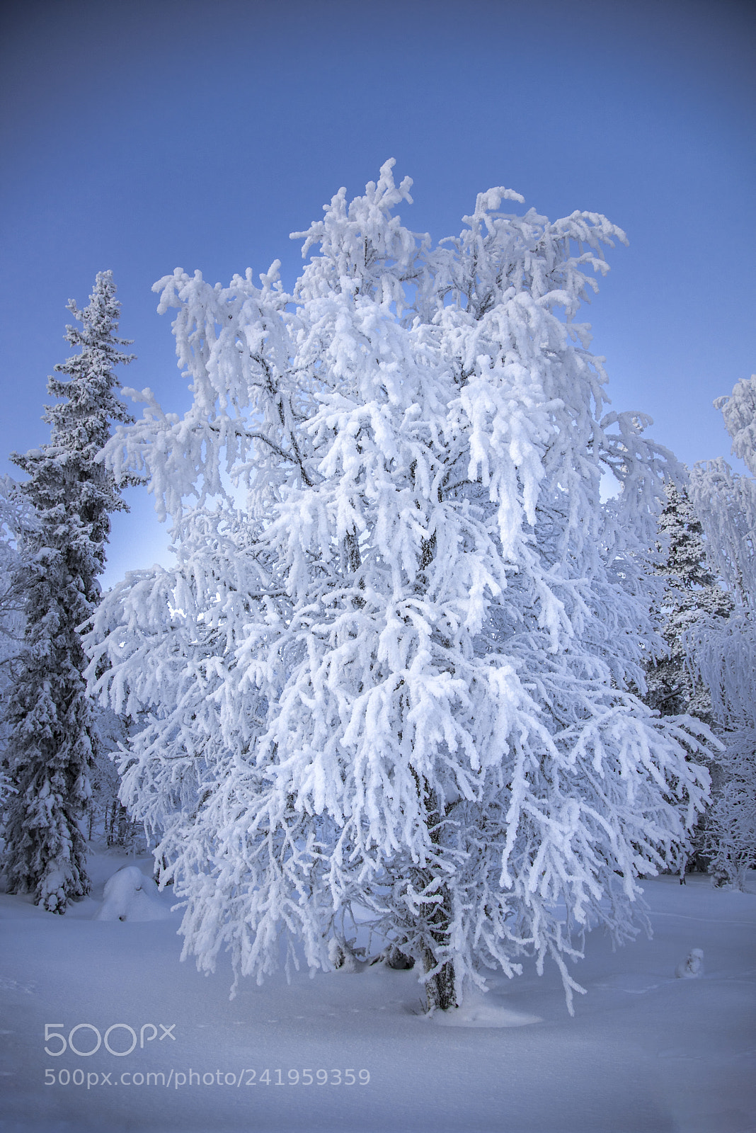 Nikon D810 sample photo. Frozen tree photography