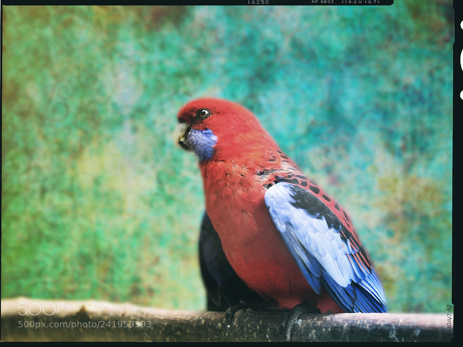 Nikon D600 sample photo. Who plays with me ? photography