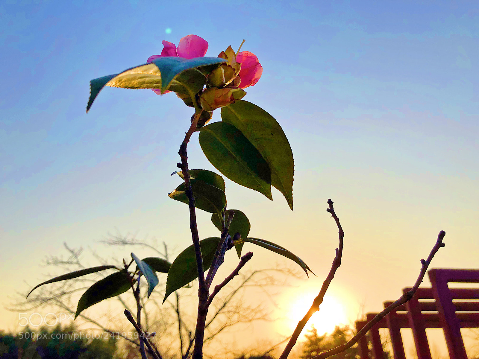 Apple iPhone X sample photo. 阳光灿烂 photography