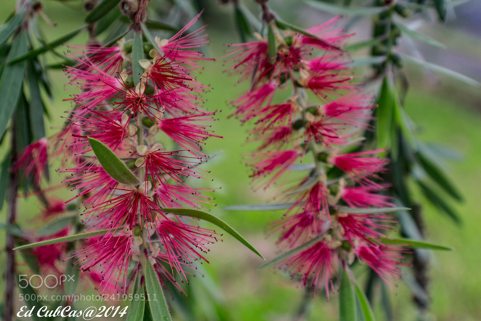 Canon EOS 700D (EOS Rebel T5i / EOS Kiss X7i) sample photo. Girnalda roja photography