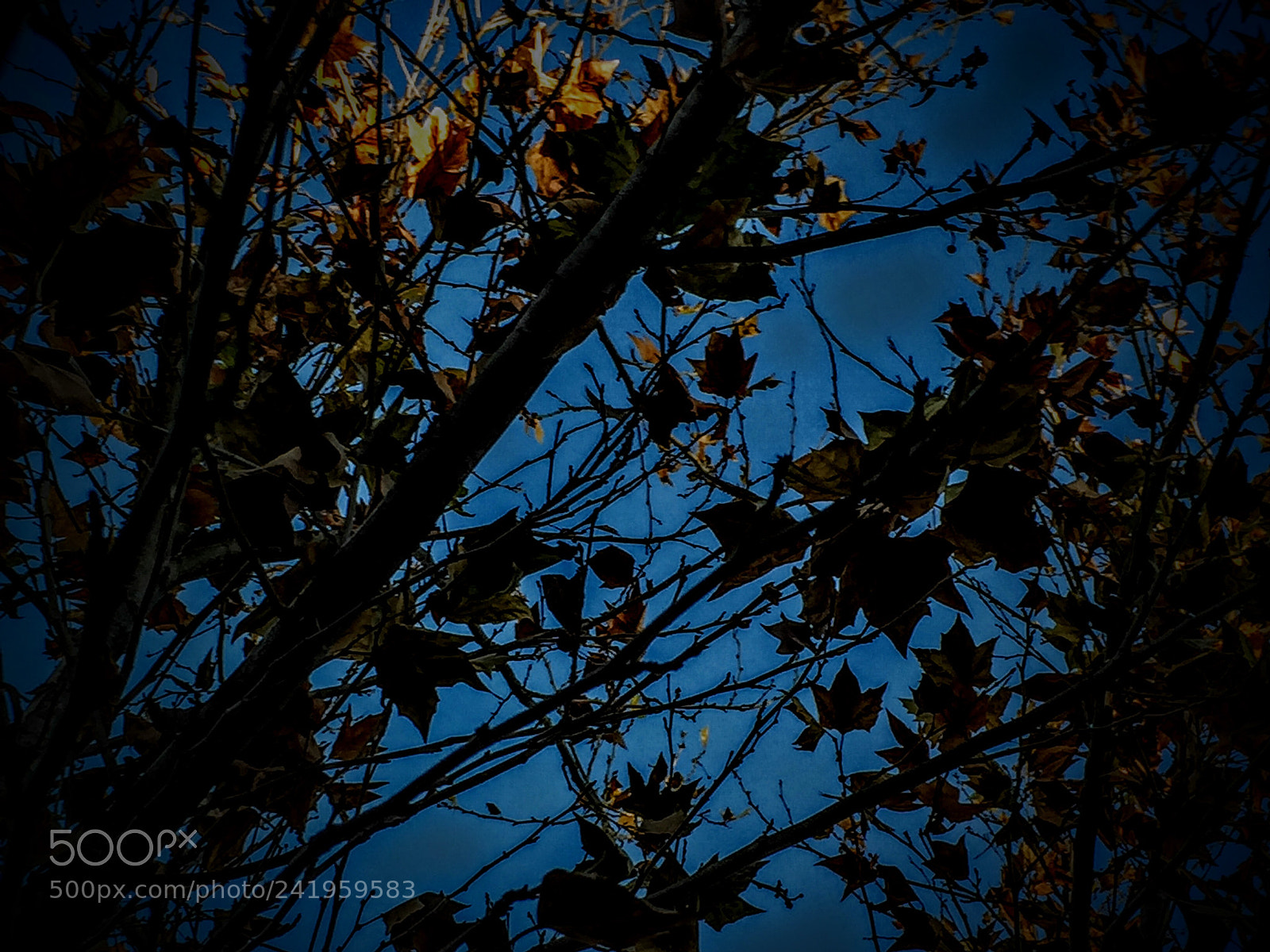 Apple iPhone 6 sample photo. Winter leaves hojas de photography