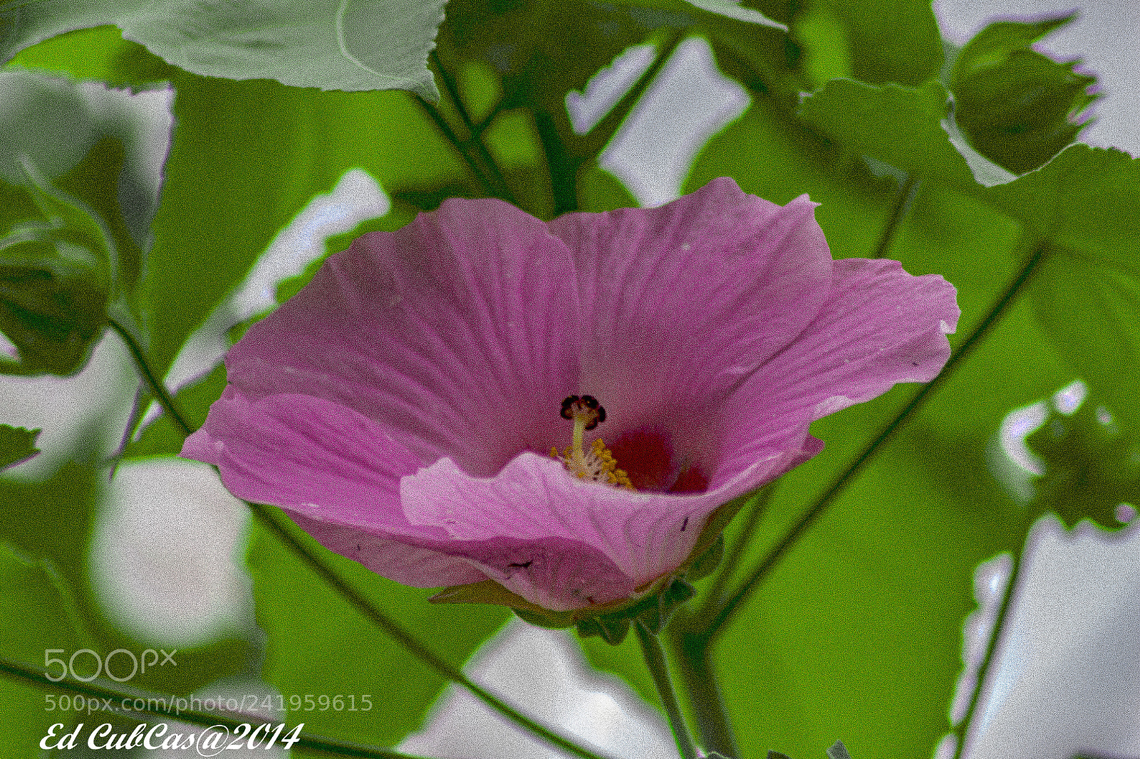 Canon EOS 700D (EOS Rebel T5i / EOS Kiss X7i) sample photo. Rosada photography