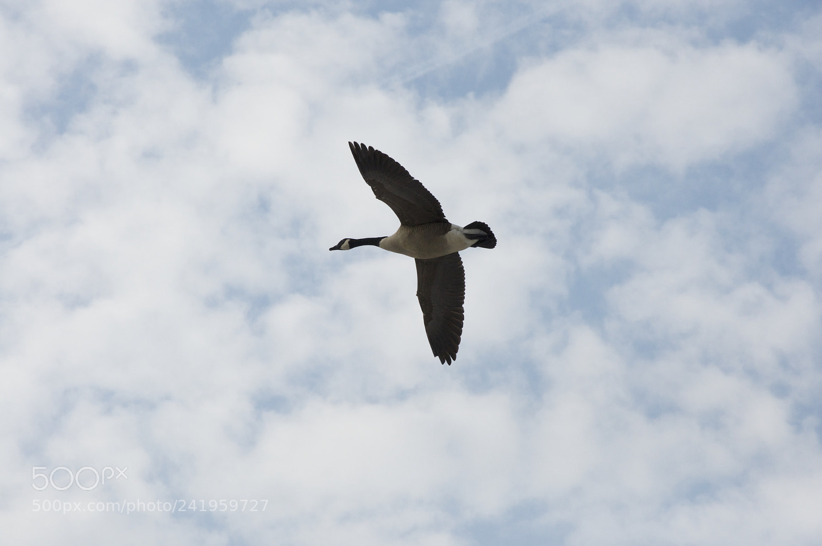 Nikon D90 sample photo. Canada goose, on the photography