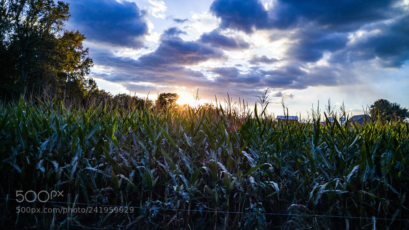 LG G4 sample photo. The cornfield photography