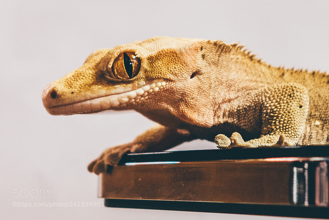 Sony Cyber-shot DSC-RX100 II sample photo. Gecko photography