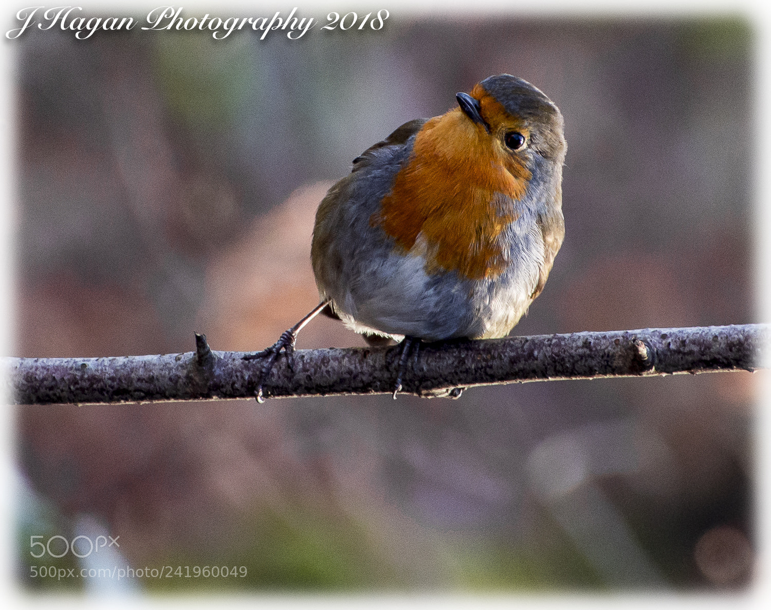 Nikon D7200 sample photo. Robin red breast photography