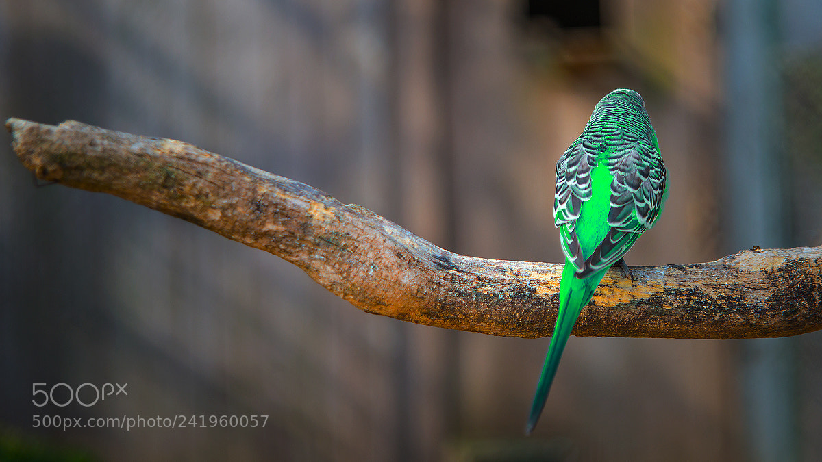 Nikon D800 sample photo. Bird photography