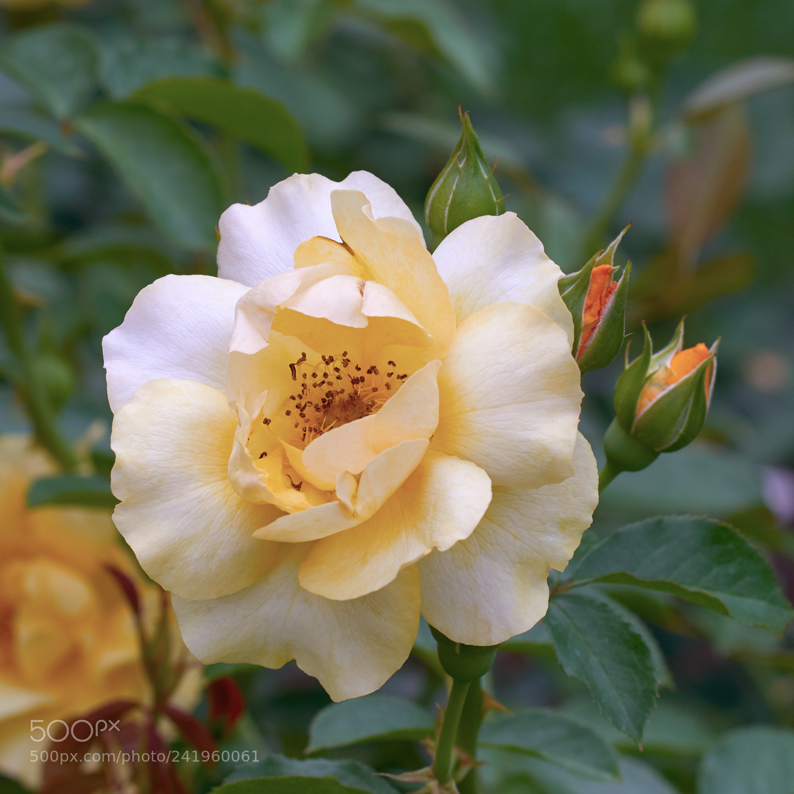 Nikon D800 sample photo. Flower0397 photography