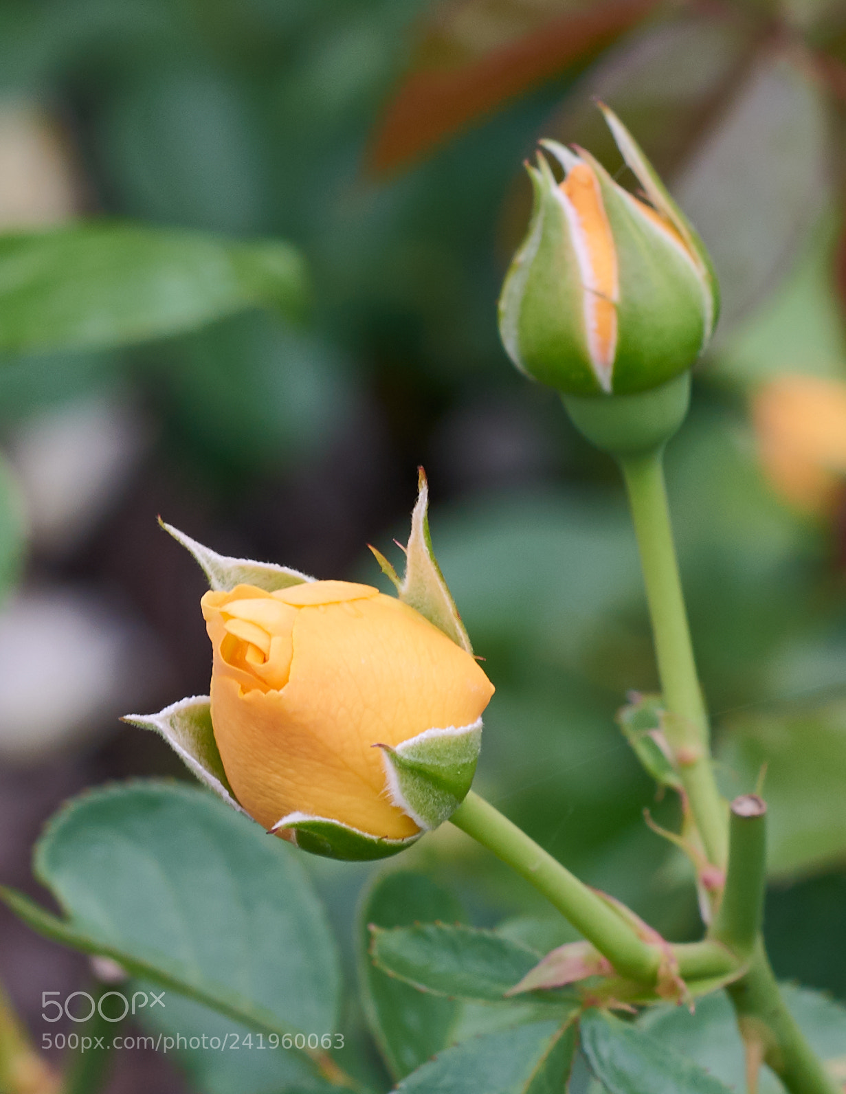Nikon D800 sample photo. Flower0396 photography
