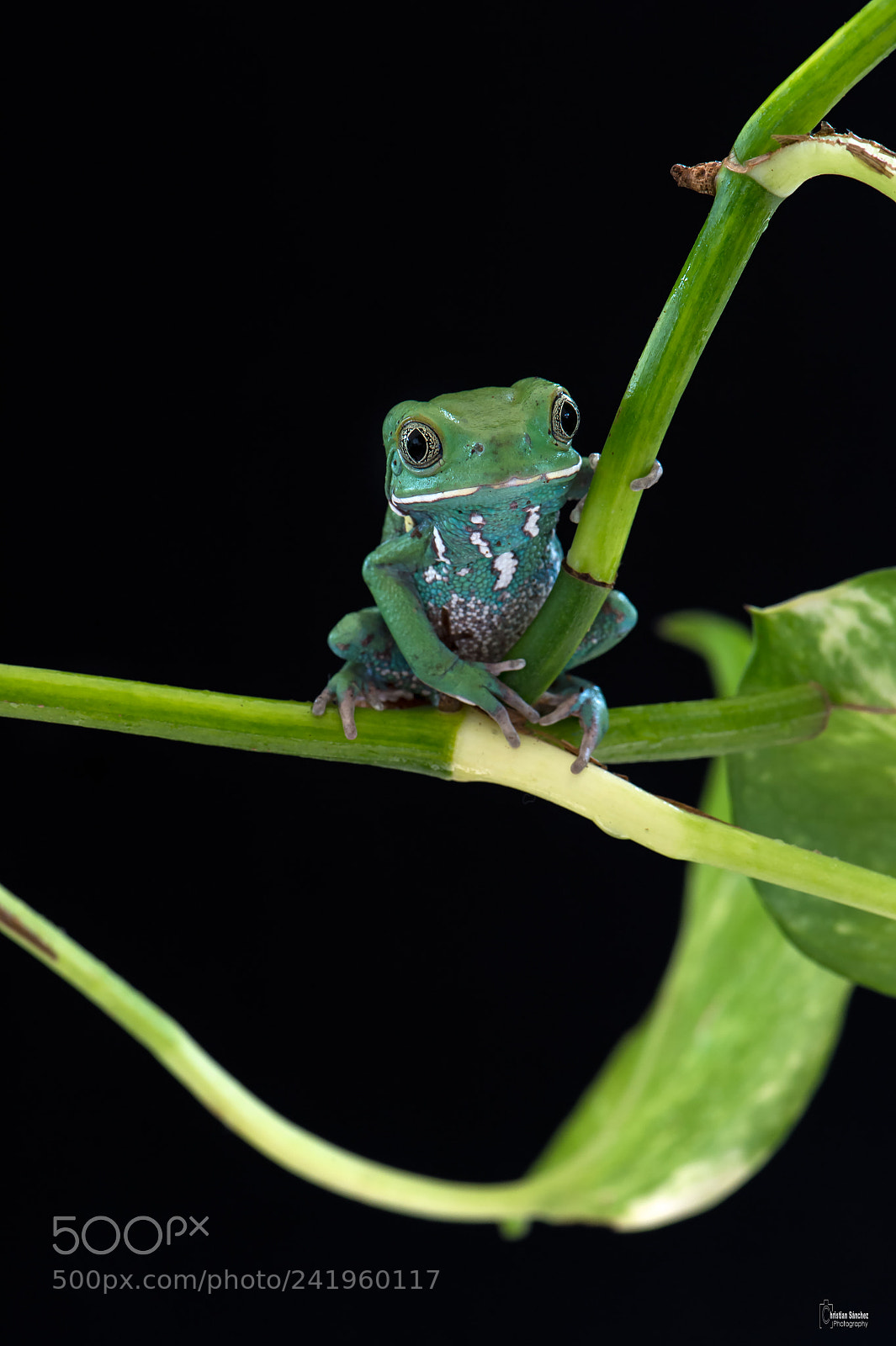 Nikon D4 sample photo. Waxy monkey tree frog photography