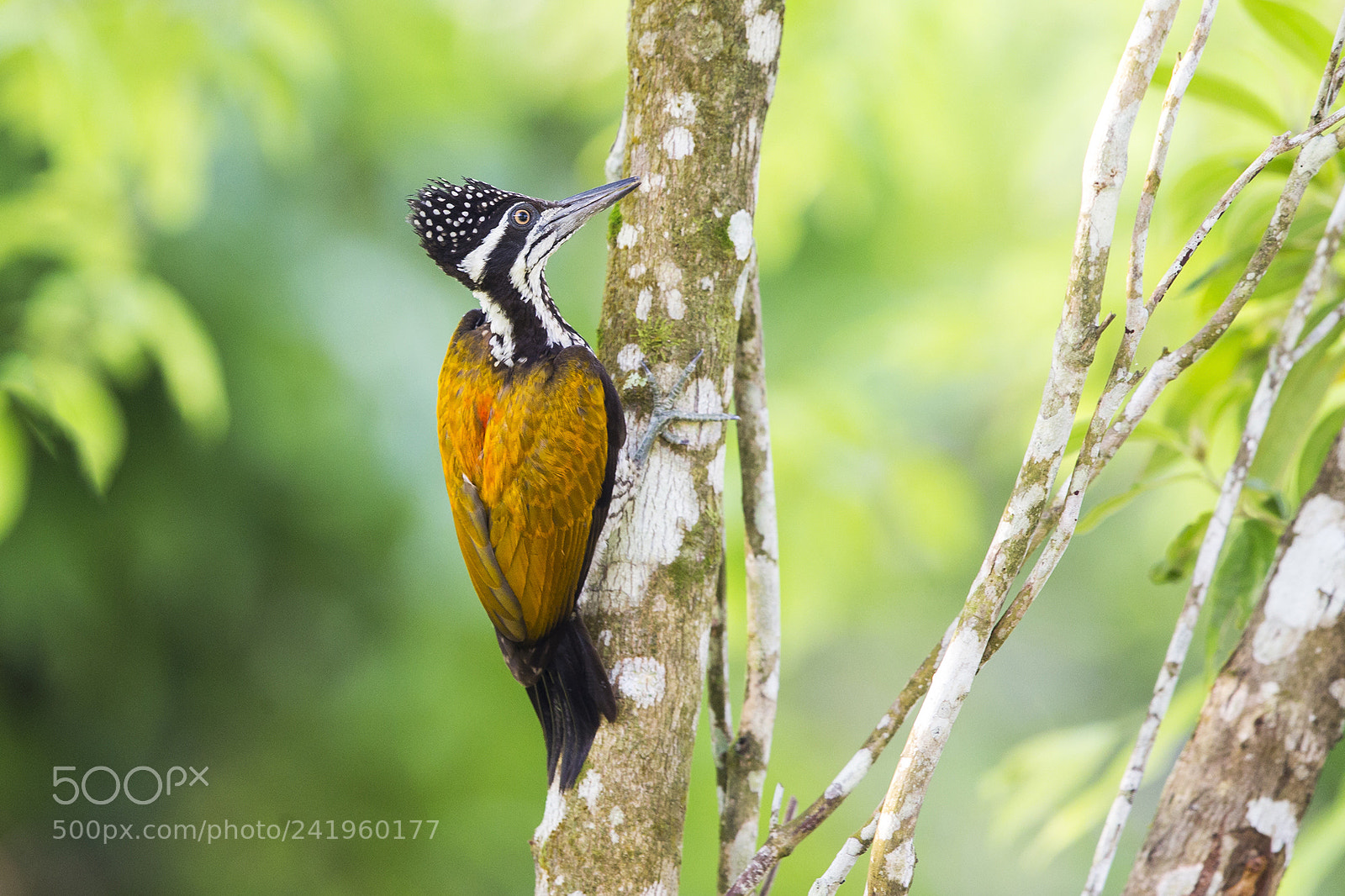 Canon EOS-1D X sample photo. Thailand 2015 photography