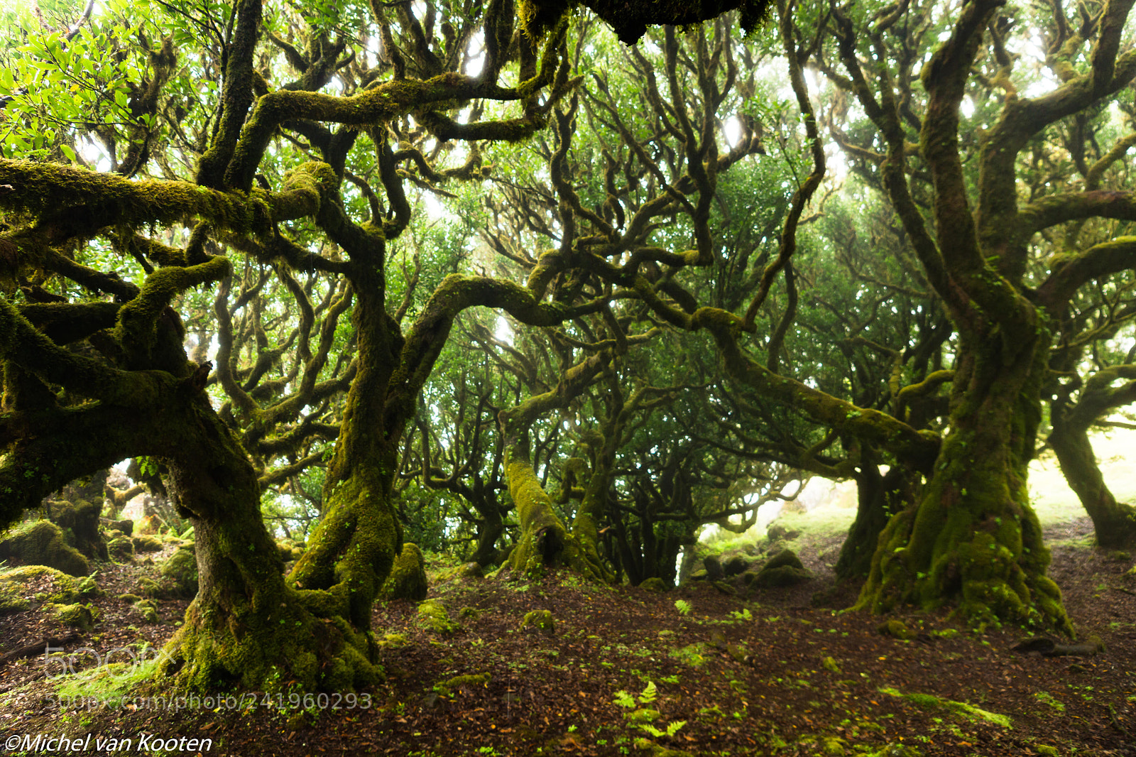 Sony SLT-A65 (SLT-A65V) sample photo. Madeira photography
