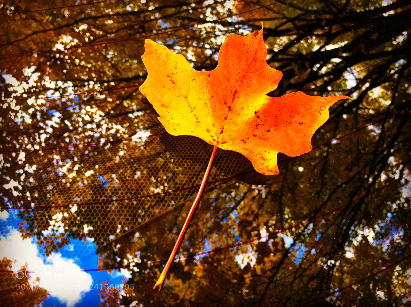 Apple iPhone 6s Plus sample photo. Fall color photography