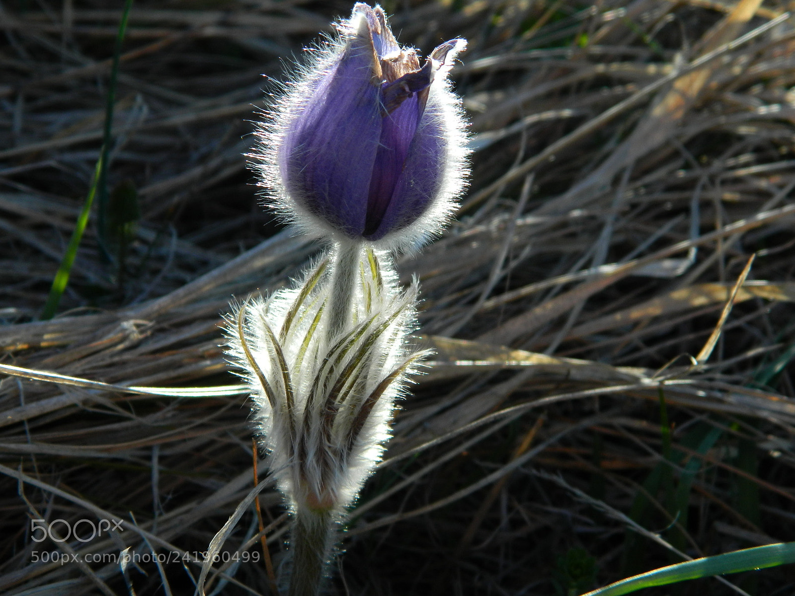 Nikon Coolpix L120 sample photo. Sve photography