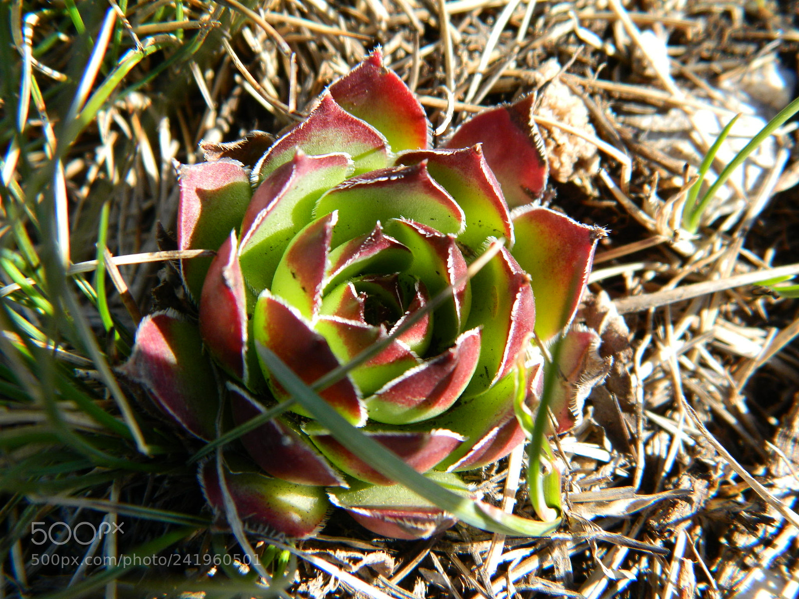 Nikon Coolpix L120 sample photo. Sve photography