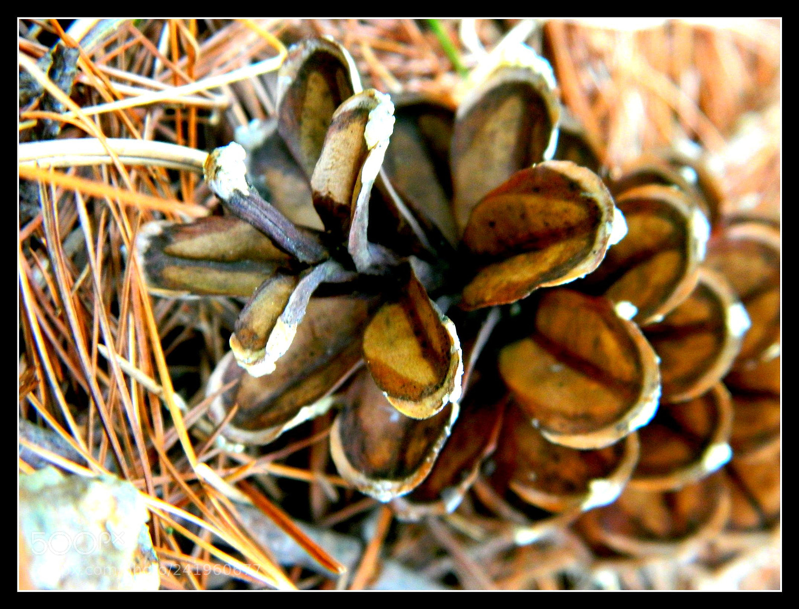 Nikon Coolpix L120 sample photo. Moravica kj photography