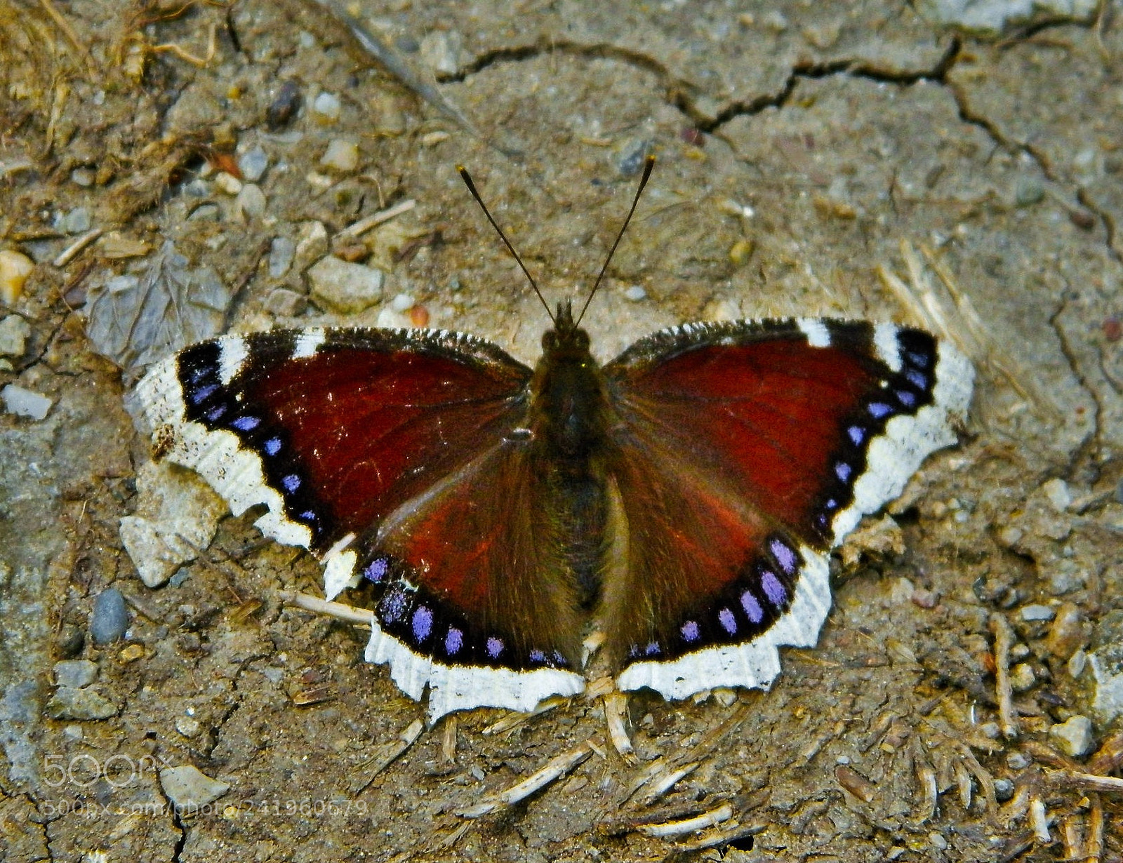 Nikon Coolpix L120 sample photo. Moravica photography