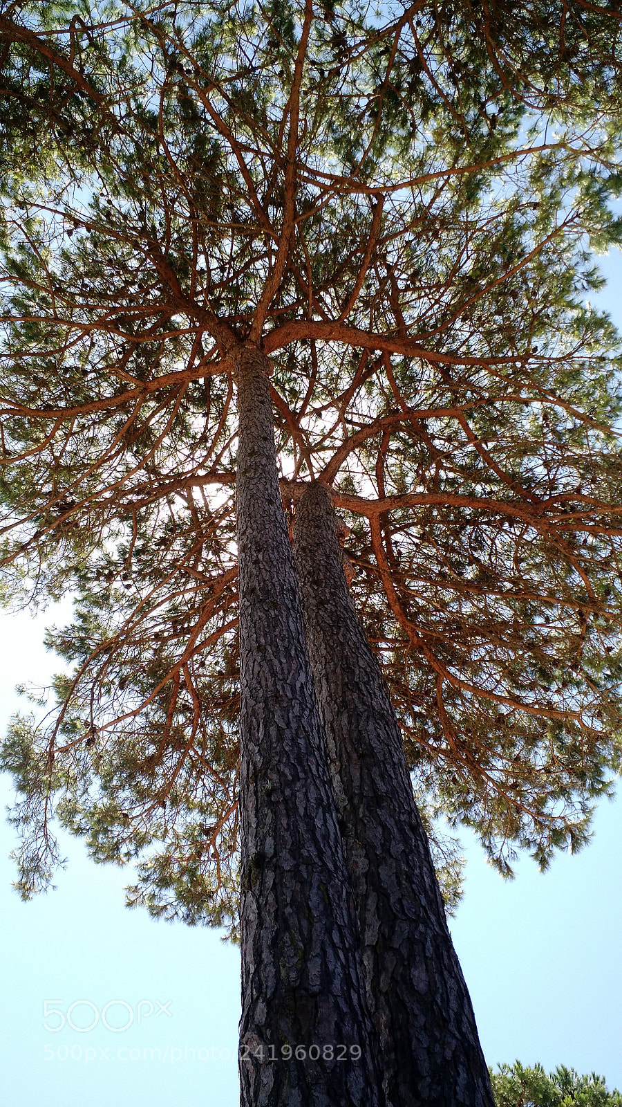 Motorola Moto X (2nd Gen) sample photo. Like pandora's photography