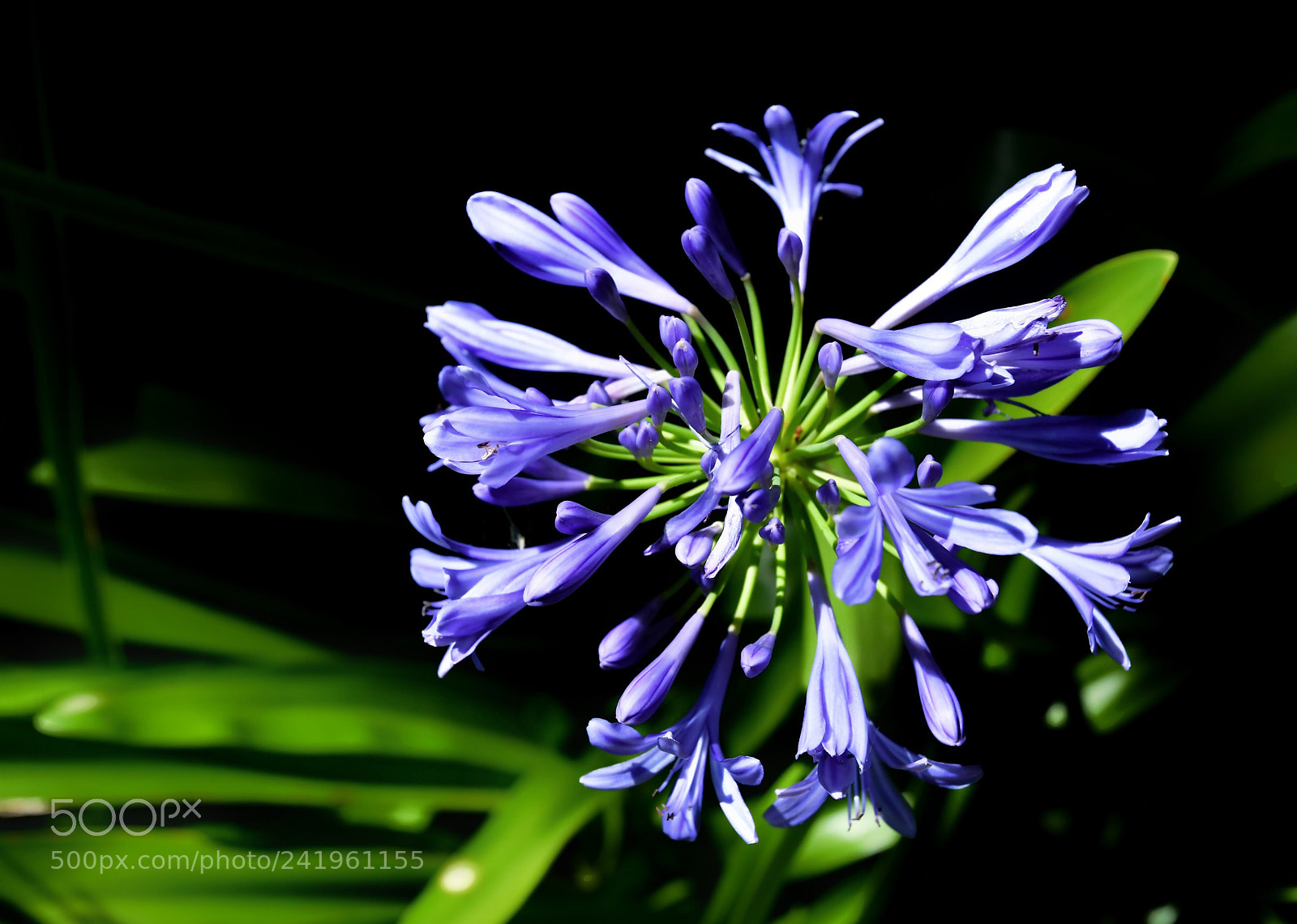 Nikon D500 sample photo. Flower photography