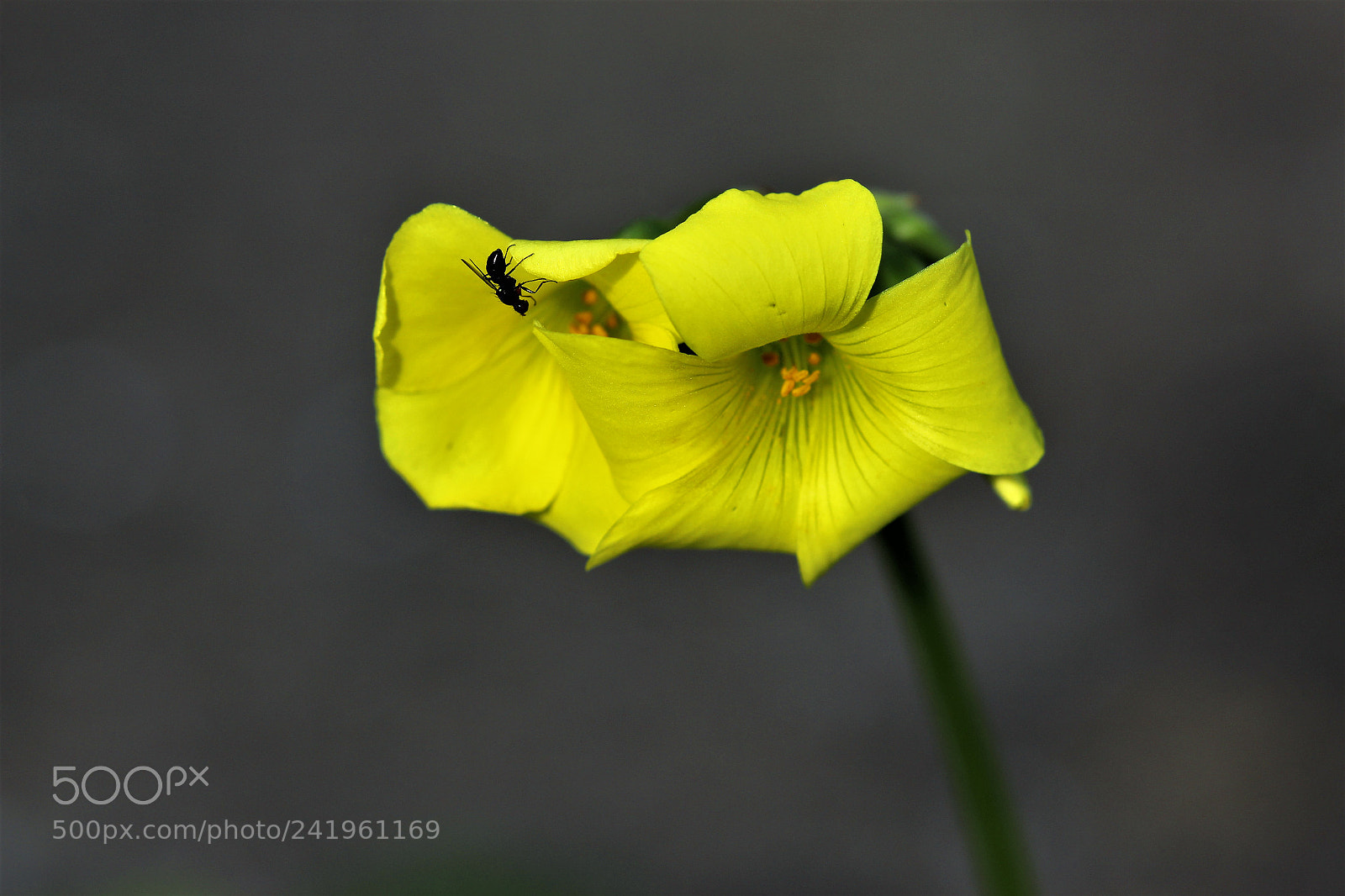 Canon EOS 1300D (EOS Rebel T6 / EOS Kiss X80) sample photo. «weighing on the petal» photography
