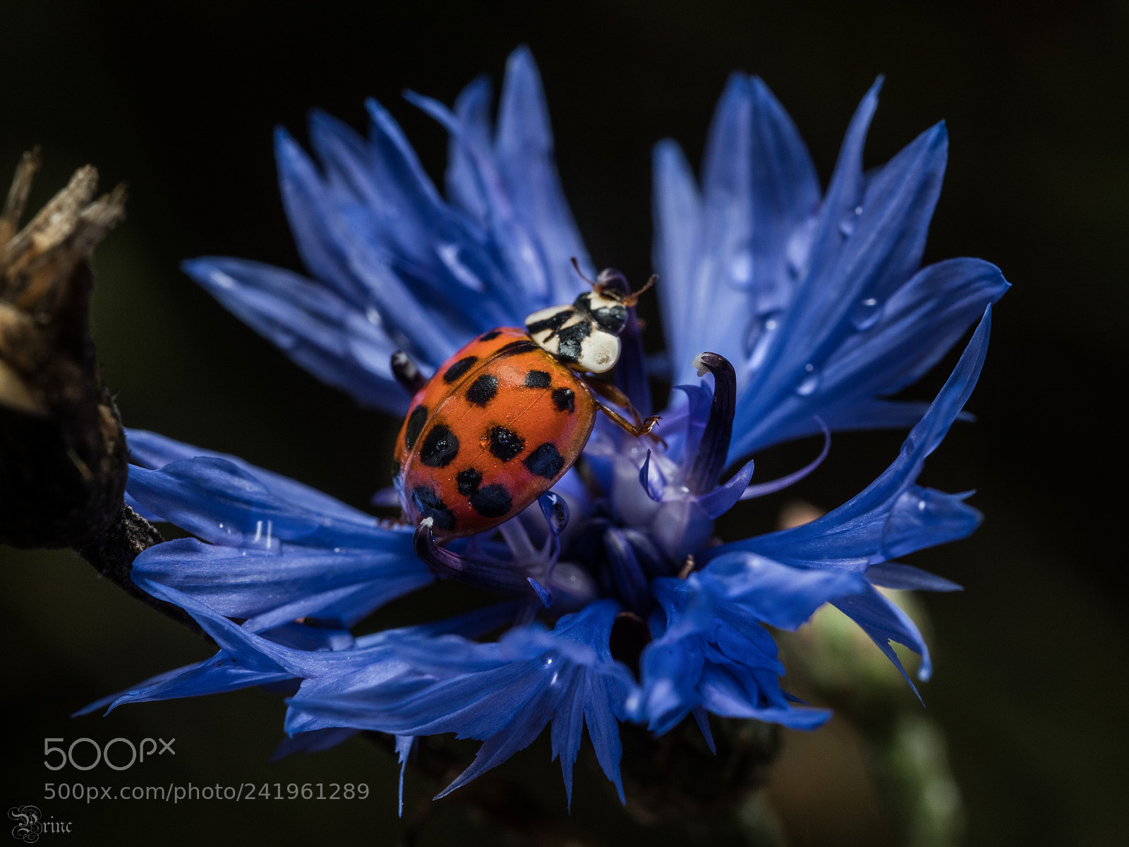 Olympus PEN-F sample photo. Coccinella photography