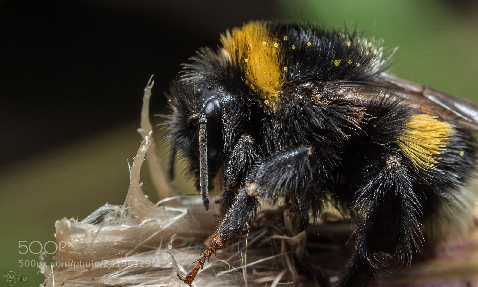 Olympus PEN-F sample photo. Insect bear photography