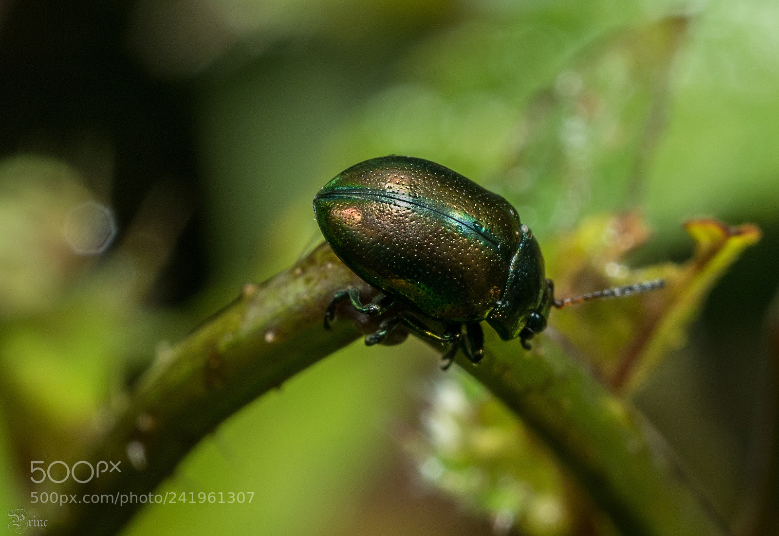 Olympus PEN-F sample photo. Chrysomela coerulans photography