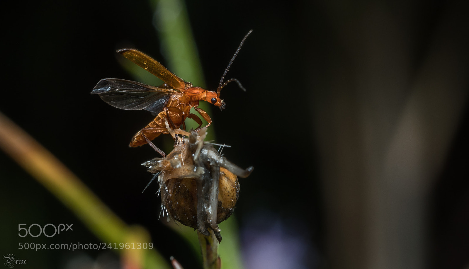 Olympus PEN-F sample photo. Rhagonycha fulva photography